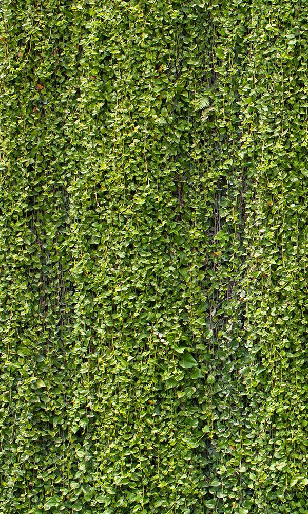 overgrowth hanging vines living wall wallpaper mural