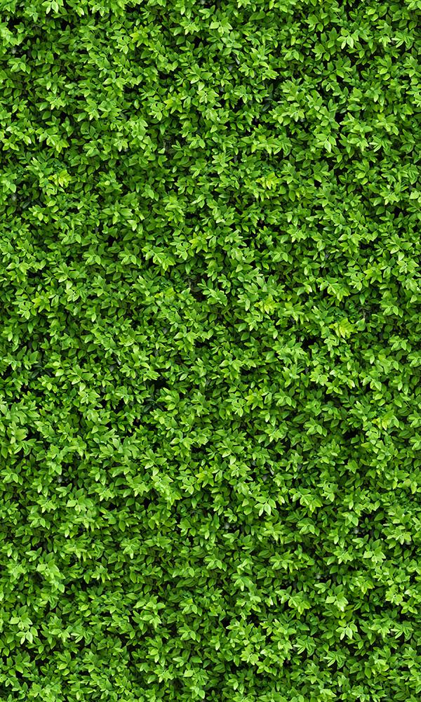 overgrowth leaf cover living wall wallpaper mural