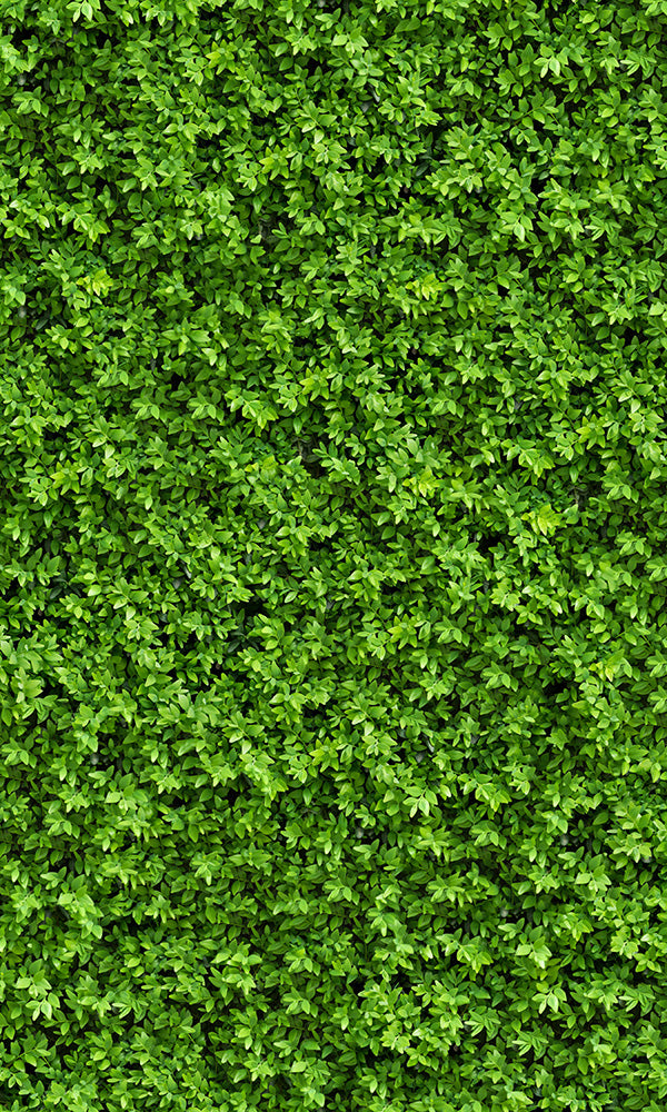 overgrowth leaf cover living wall wallpaper mural