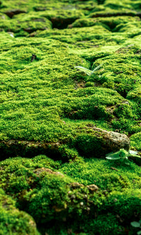 Mossy Surface M9298