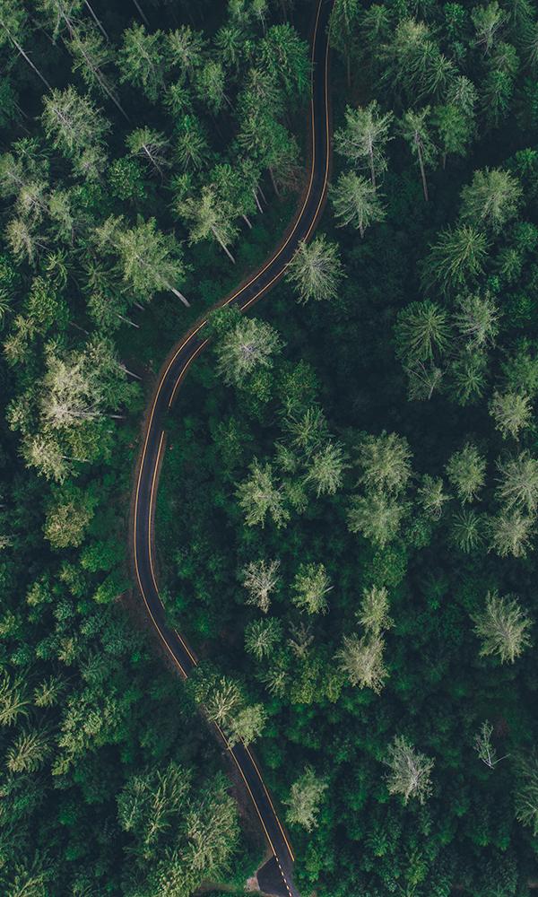 The Green Hidden Road Mural M9406 | Digital Art Wallpaper
