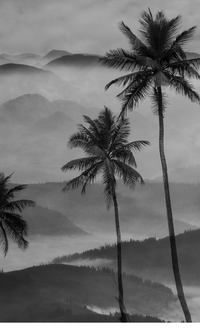 Black and White Coconut Trees in The Mountain Mural M9979