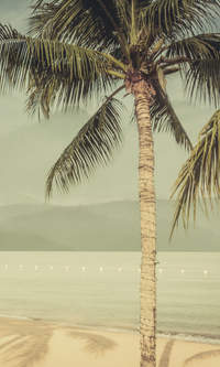 Green Coconut Trees on the Shore Wallpaper Mural M9982