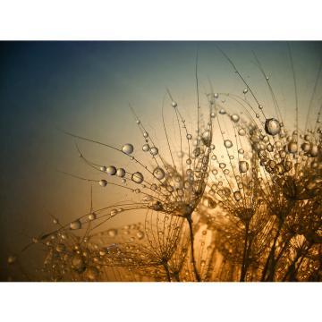 PRIME WALLS STUDIO Morning Dew - Sample