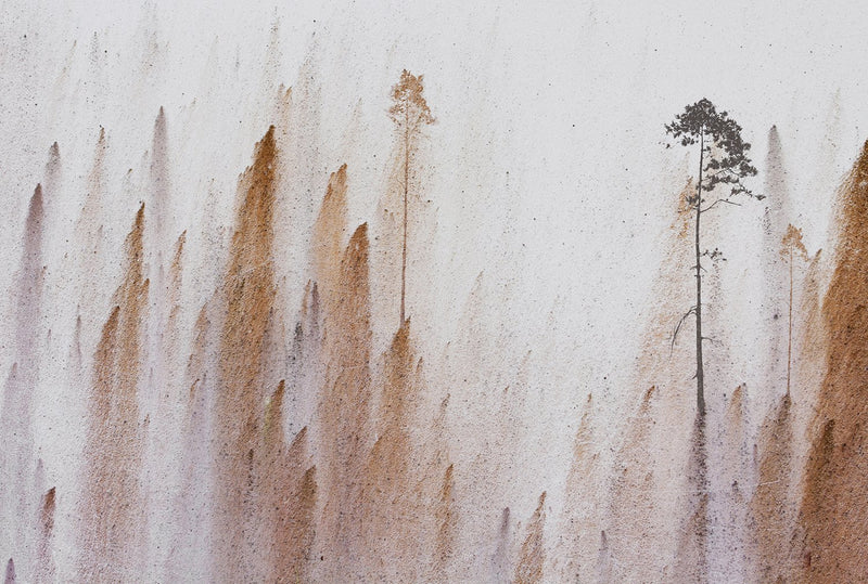Tree Whisperer Mural Wallpaper M9223 - Sample