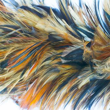 Abstract Royal Feathers Wall Mural M9305