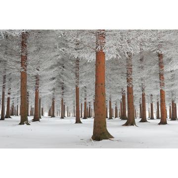 PRIME WALLS STUDIO Forest of White