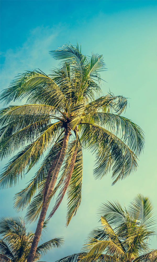 palm trees tropical spa wallpaper