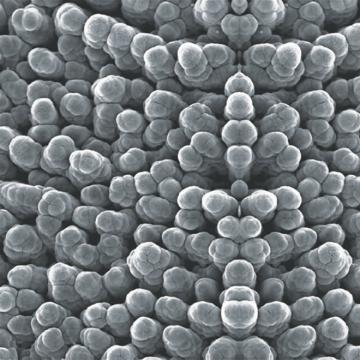 Organism M8945 - Sample
