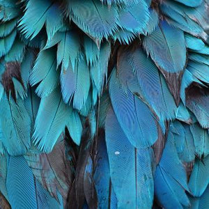 Blue Azure Feather Mural Wallpaper M9313 - Sample