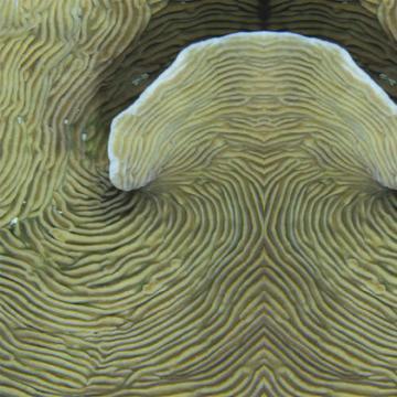 Coral Themed Digital Wall Mural M8944